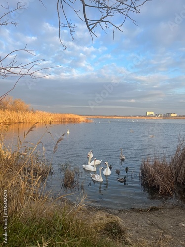 Fotografie swan on the lake