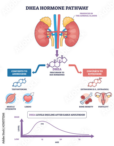 Cuadro en lienzo DHEA hormone pathway shows how adrenal glands produce DHEA molecule that convert