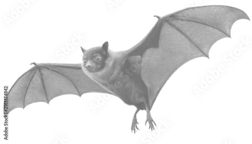 Obraz na plátne bat mammal halftone halloween vampire flying nocturnal wingspan animal holiday s