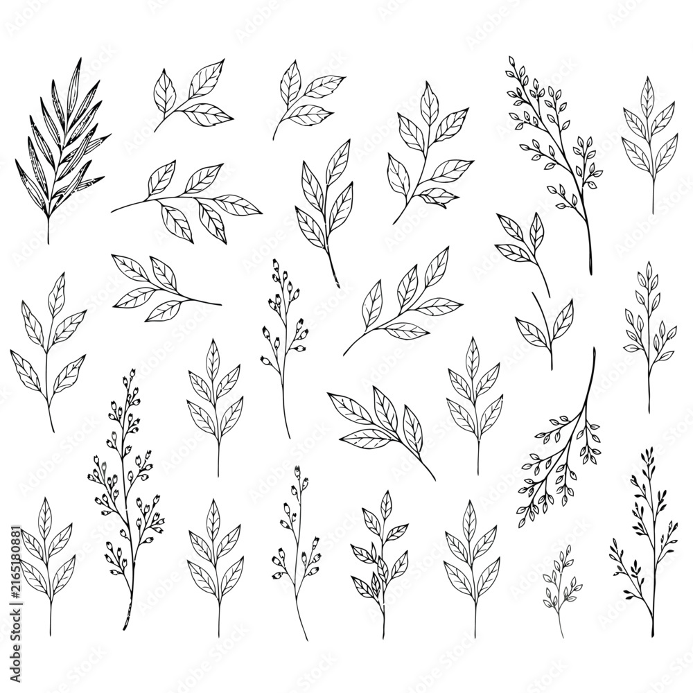 Fototapeta premium 手描きの植物の葉と枝のコレクション セット