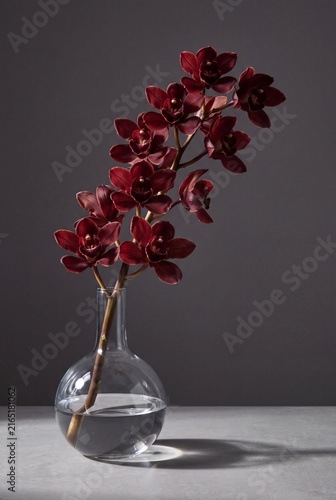 Minimalist still life of a dark red cymbidium orchid stem in a clear glass vase against a grey background
