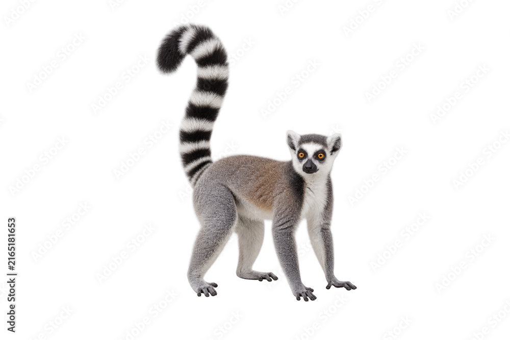 Naklejka premium Ring-tailed lemur standing with its long black and white striped tail raised, isolated on a clean white background. Full-body view of a Madagascar primate with gray fur and bright orange eyes