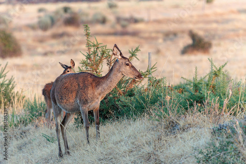 Cervus elaphus. Common or European deer. Female and behind her her small fawn.