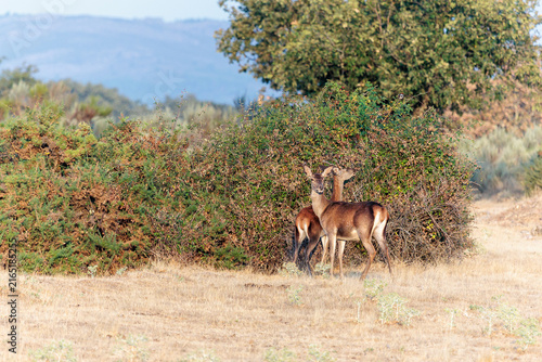 Female and young male red deer feeding on a blackberry bush. Cervus elaphus.