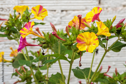 Mirabilis jalapa. Plants with yellow and pink flowers of the Four O'Clock Flower, Peruvian Marvel or Night Beauty.