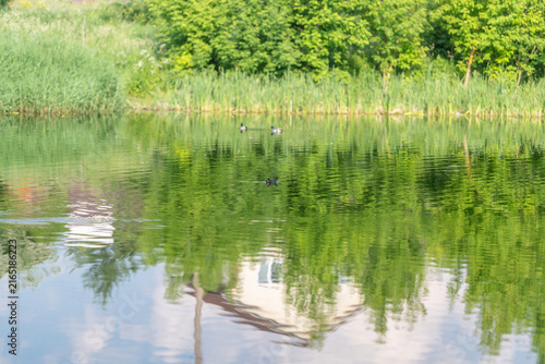 Obraz na plátně Calm lakeside with reeds and distant trees reflected in still water