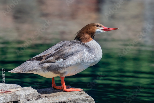 Bild auf Leinwand Female common merganser standing on a rock by the water