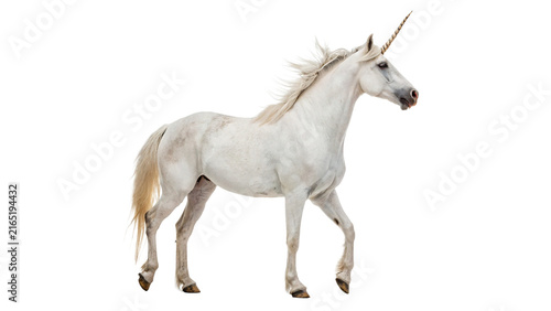Canvastavla Mythical white unicorn horse creature standing with golden horn isolated on tran
