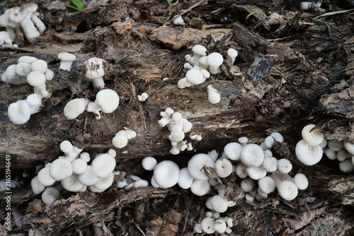 Принти на полотні (Lentinus squarrosulas Mont