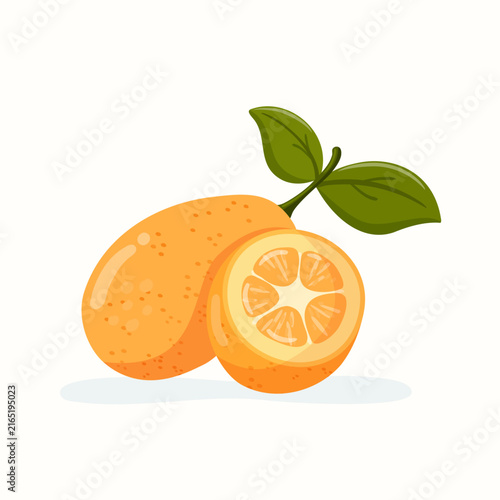 Isolated kumquat vector illustration with whole and half fruit