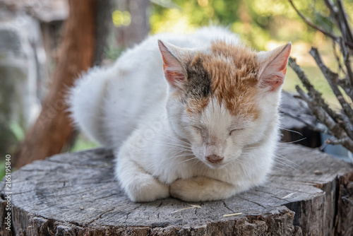 White and ginger rural cat resting peacefully with closed eyes on a weathered tree stump outdoors.