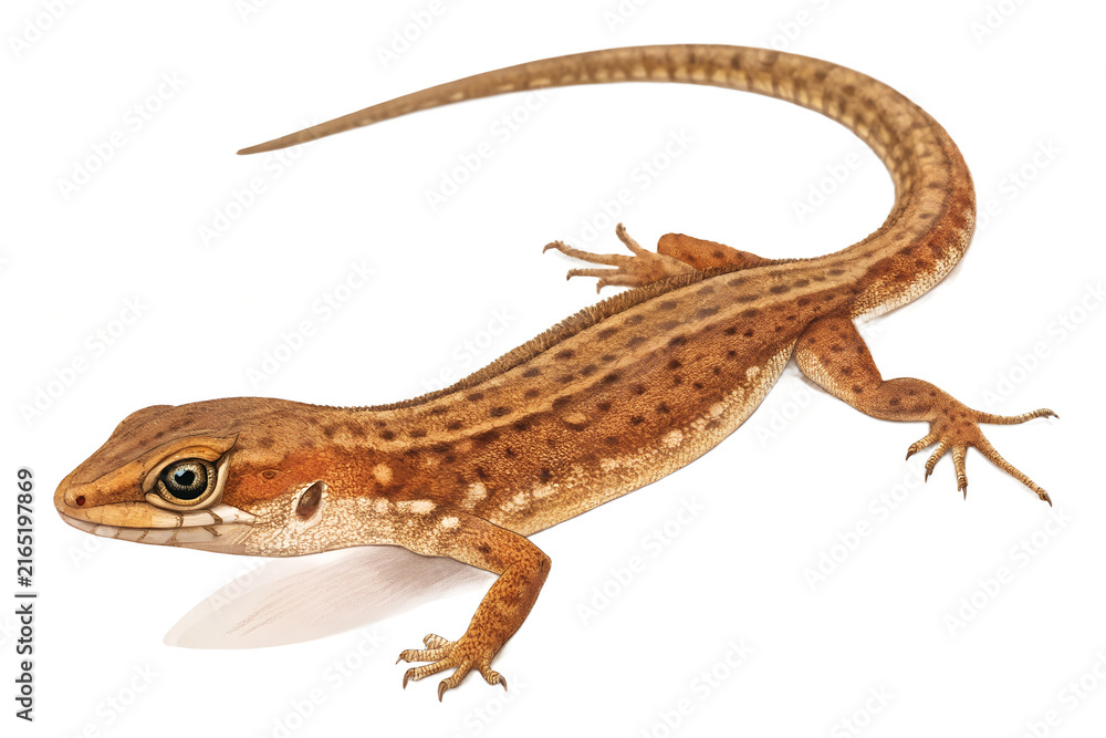 Fototapeta premium Brown spotted lizard with long tail showing detailed skin texture standing alone on transparent background