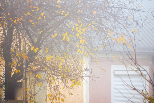 Foto Tree branches with yellow leaves framing house shrouded in fog