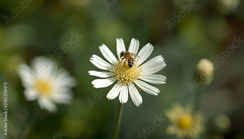 Welsh onion blossom with bee on white flower head in a blurred garden, delicate allium flower closeup, spring nature and pollination concept