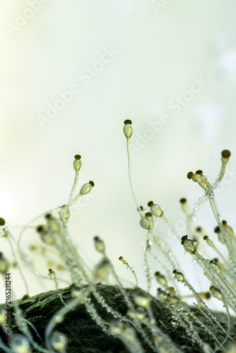Foto Detailed macro photograph of Pilobolus sp