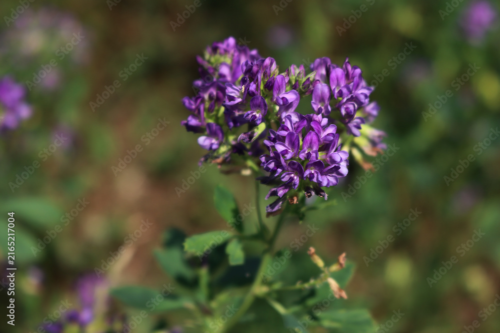 Fototapeta premium Close-up of purple alfalfa flower in the field. Medicago sativa cultivation in bloom in summer