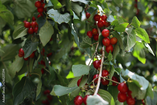 Foto Close-up of bright red fruits of a Cornelian cherry tree in the garden