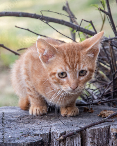Curious young ginger kitten on a rustic tree stump in a natural countryside environment.