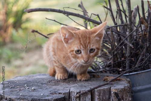 Young ginger kitten exploring a rustic outdoor setting on a tree stump in the countryside.