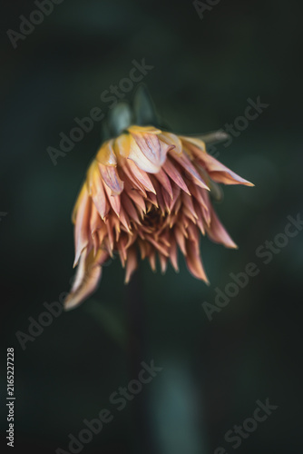 Фотография Fading dahlia flower with curled pink and golden petals against a dark green background, creating a moody botanical portrait of aging and transient beauty
