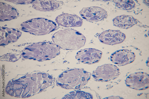 Bild auf Leinwand Microscopic view of muscle tissue cells displaying distinct circular shapes and