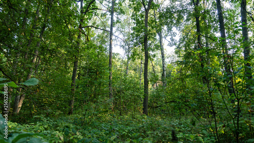 Fotografie Dense green deciduous forest with tall trees and thick summer foliage under brig