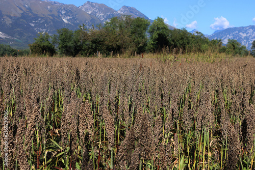 Bild auf Leinwand Sorghum or millet plants in the field ready to harvest against mountains background