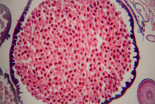 Konstfotografi Microscopic view of plant tissue showing numerous pink-stained cells arranged in