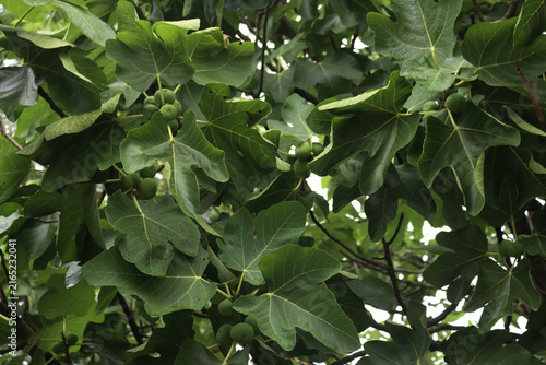 Fotografía Many green unripe figs on tree in the orchard
