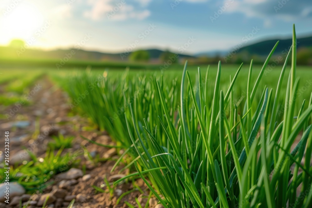 Naklejka premium Close up of vibrant green onions thriving in a sunlit field, showcasing agricultural practices and food production