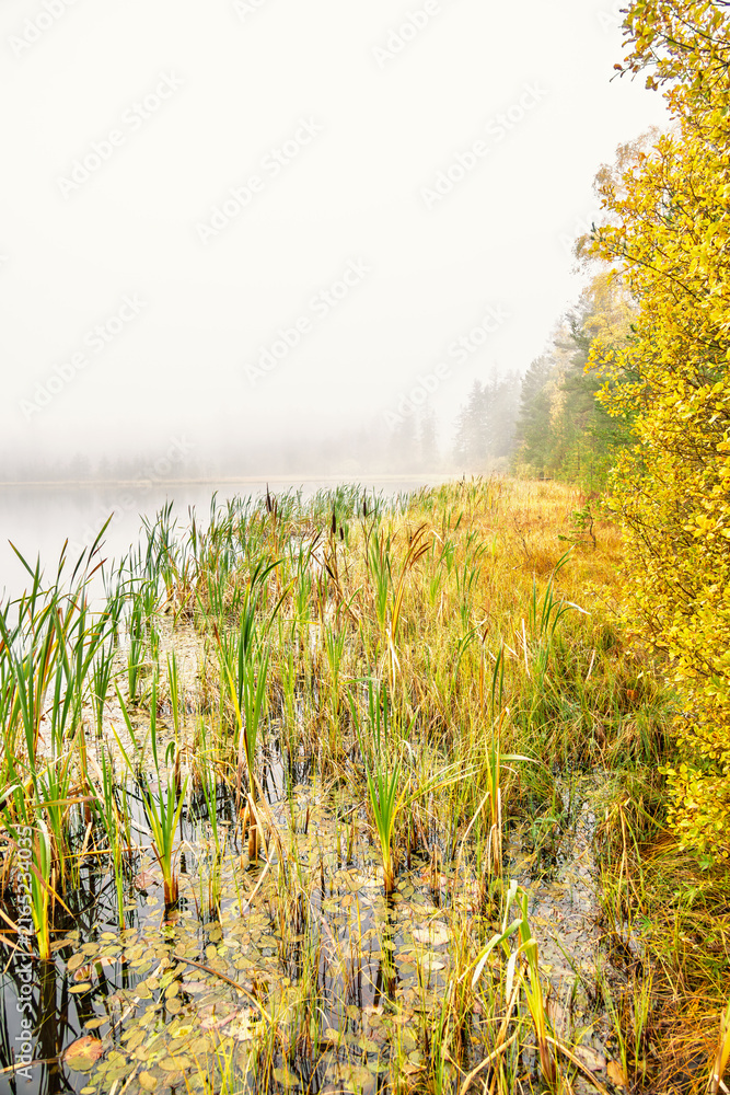 Fototapeta premium Bulrush plants on a lakeshore a misty autumn morning