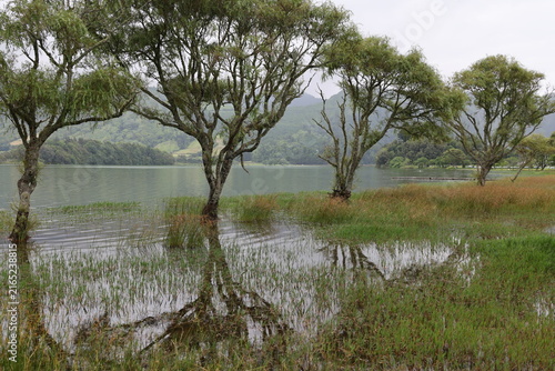 Trees are reflected in Lake Sete Cidades on Sao Miguel, Azores, Portugal