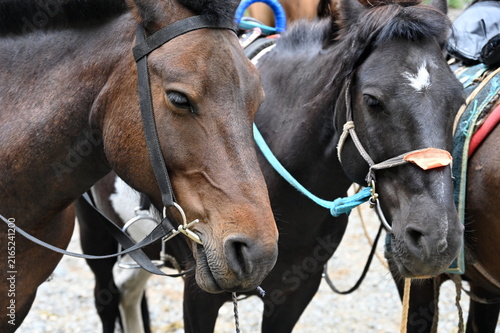 Portrait of two horses on alpine meadow in Mongolia
