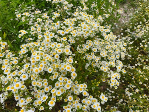 Cuadro en lienzo White daisies with yellow centers bloom densely in a sunlit garden