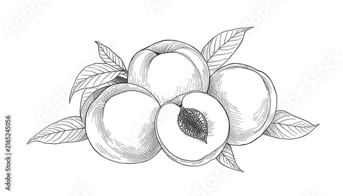 Botanical line art illustration of fresh peaches with leaves in vintage sketch style