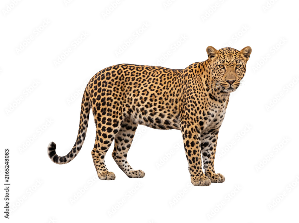 Fototapeta premium leopard standing isolated on a transparent background