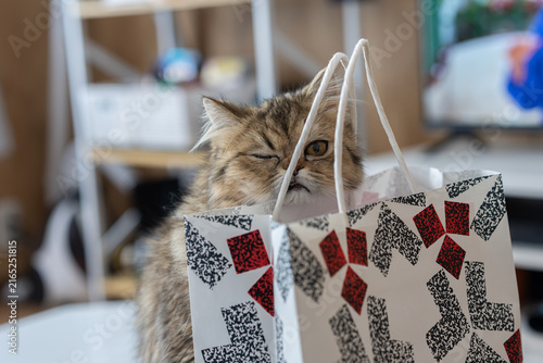 Принти на полотні 紙袋の後ろから覗き込む好奇心旺盛なモフモフの猫