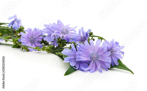 Canvastavla Blue chicory flowers on a white background.