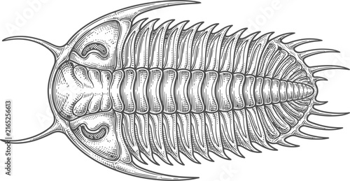 Prehistoric trilobite fossil dorsal view illustration isolated on transparent background