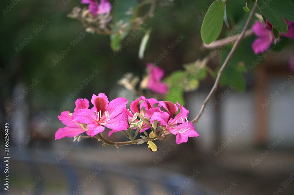 Fototapeta premium A slender Bauhinia blakeana branch bears pink blossoms and leaves, deep bokeh foliage and park grounds blurred behind, Zhonghe No. 4 Park, New Taipei.