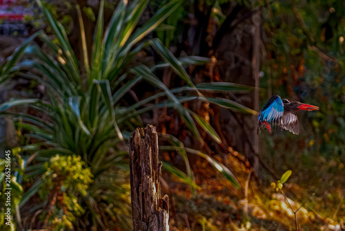 Foto Action wildlife photography of a Javan Kingfisher (Halcyon cyanoventris) perched on a branch holding a freshly caught frog in its bright red beak