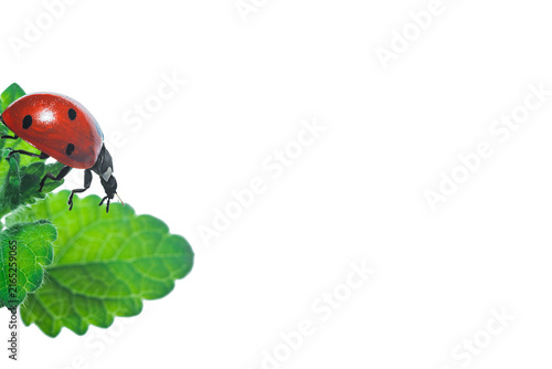 Konstfotografi A photo with green fleecy lemon balm leaves on which an adult red ladybug insect is standing, trying to fly away from the edge