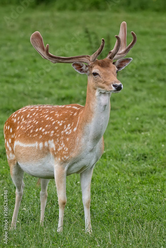 Photography Fallow deer in a clearing
