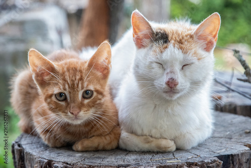 Mother cat and ginger kitten resting together on a tree stump in a natural rural setting.