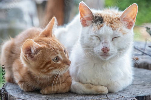 Ginger kitten looks toward its resting mother while the pair relax together in a rustic countryside setting.