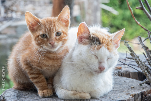 Young ginger kitten stays close beside its resting mother cat on a stump in the countryside.