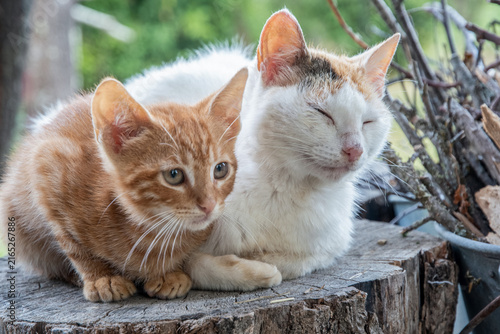 Mother cat and ginger kitten rest closely together while watching their surroundings in a rustic countryside environment.