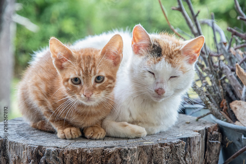 Ginger kitten sits beside its relaxed mother cat on a weathered tree stump in a rural setting.