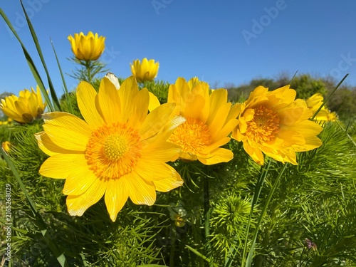 Konstfotografi Adonis vernalis spring yellow flowers in steppe