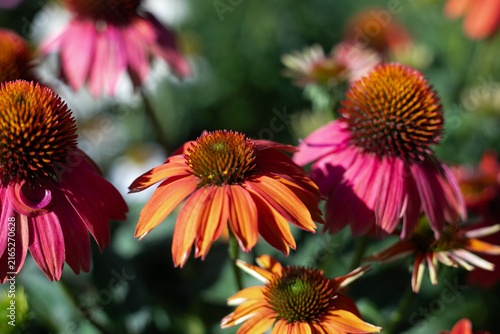 Echinacea purpurea